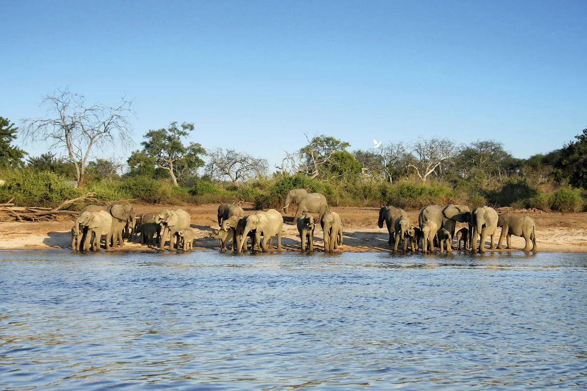 Elephant herd - © 2630ben - Fotolia