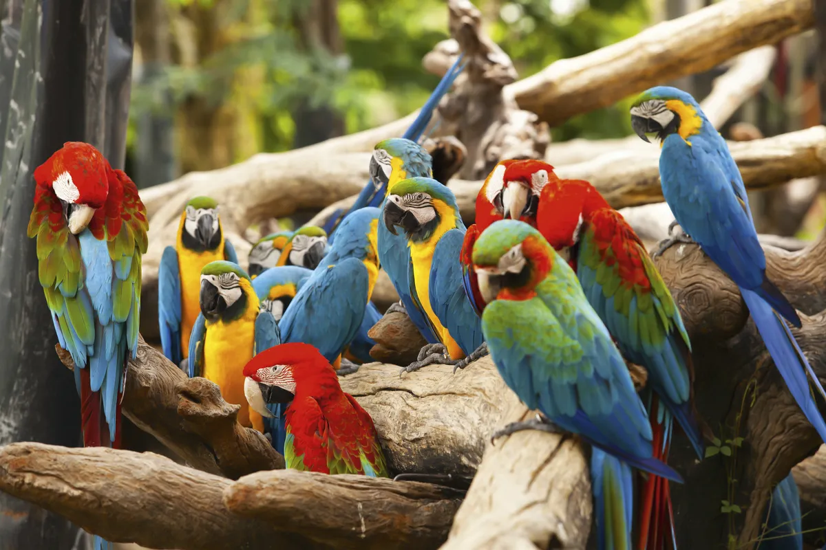 Papageien - © nattanan726 - Fotolia