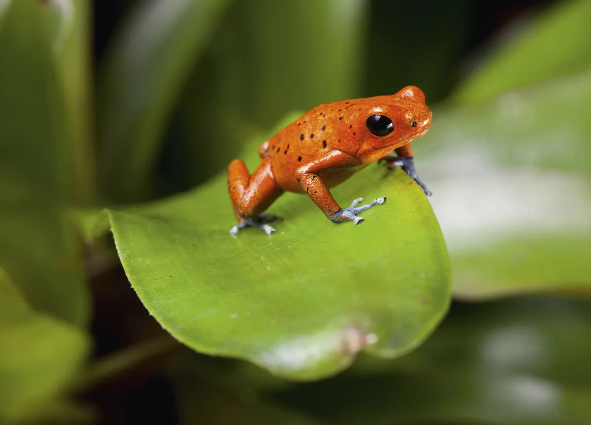 Baumsteigerfrosch - © kikkerdirk - Fotolia