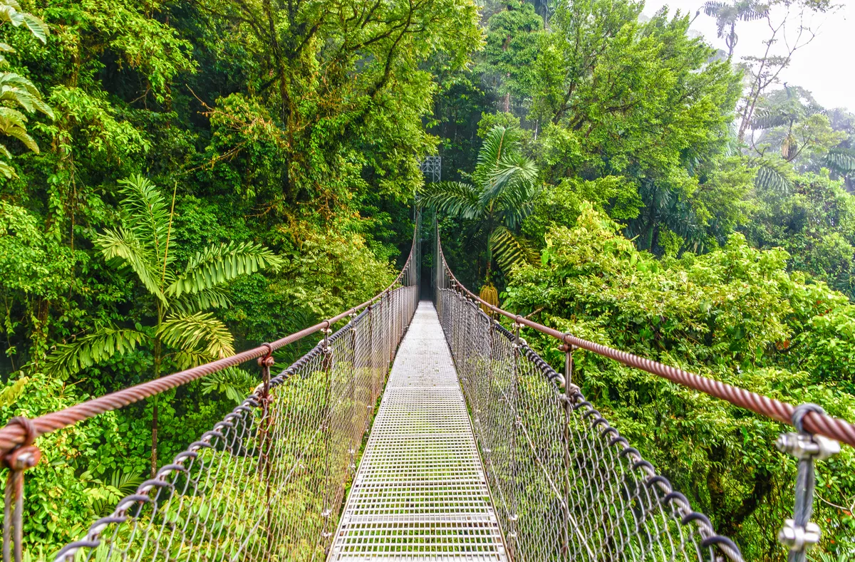 Hängebrücke im Regenwald von Costa Rica - © Lichtwolke99 - stock.adobe.com