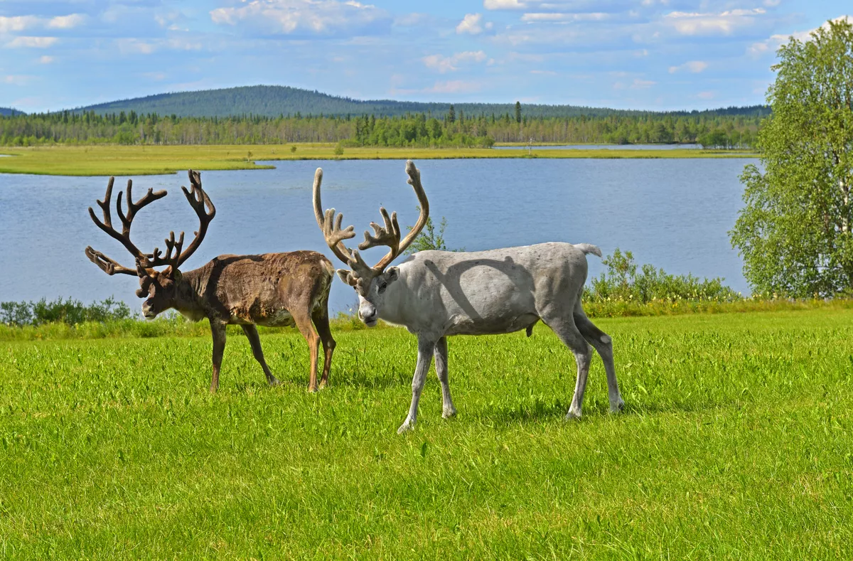 Zwei Rentiere grasen auf einer grünen Wiese am Ufer eines Sees im Norden. Finnisch-Lappland - © valeriyap - stock.adobe.com