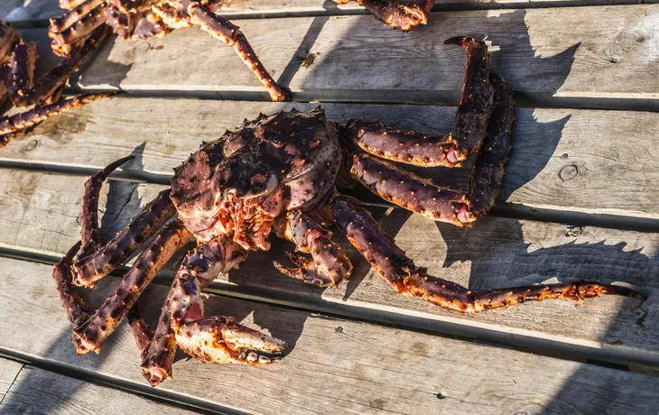 Norwegische Königskrabbe - © Anibal Trejo - stock.adobe.com