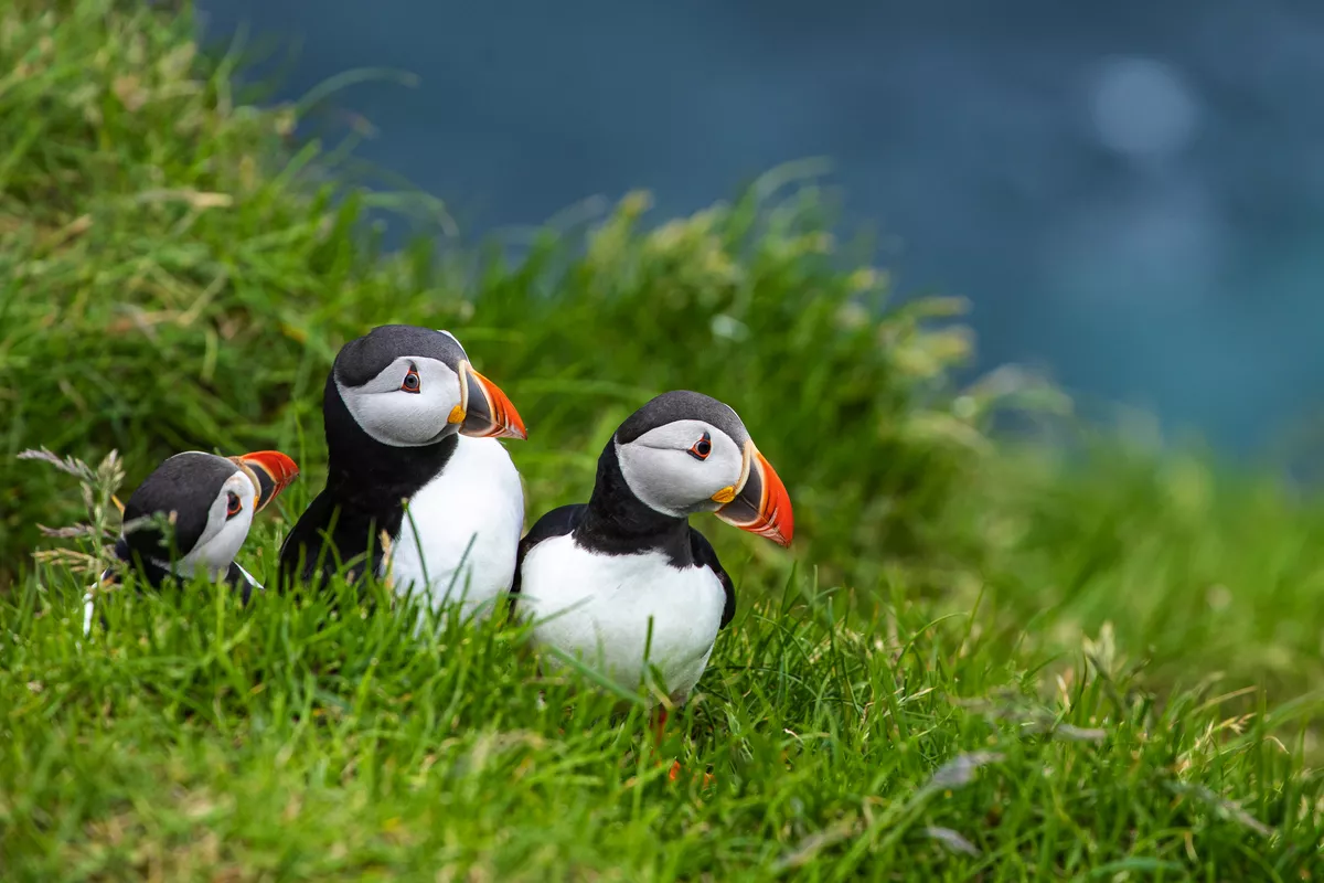 Papageientaucher - ©Curioso Photography - stock.adobe.com