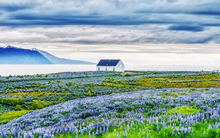 blühende Lupinen vor einem einsamem Haus an der Atlantikküste nahe Akureyri - © Feel good studio - stock.adobe.com