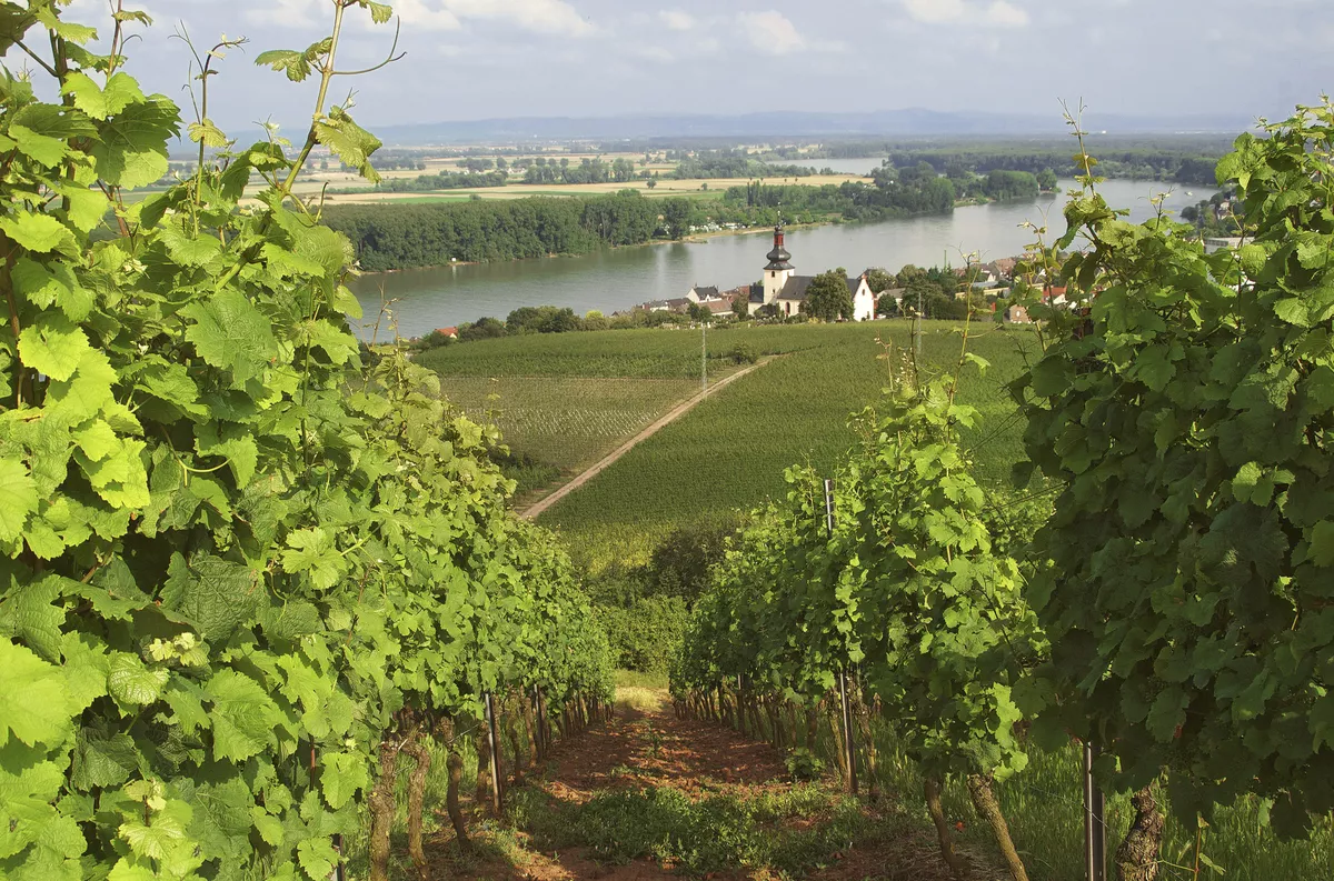 Rhein bei Nierstein - © Fineart Panorama - stock.adobe.com