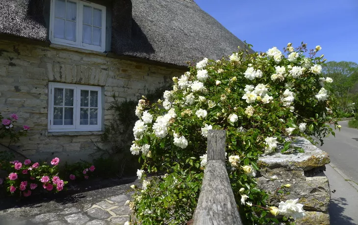 blühender Frühlingsgarten in Cornwall, Südengland - ©anjokan - stock.adobe.com