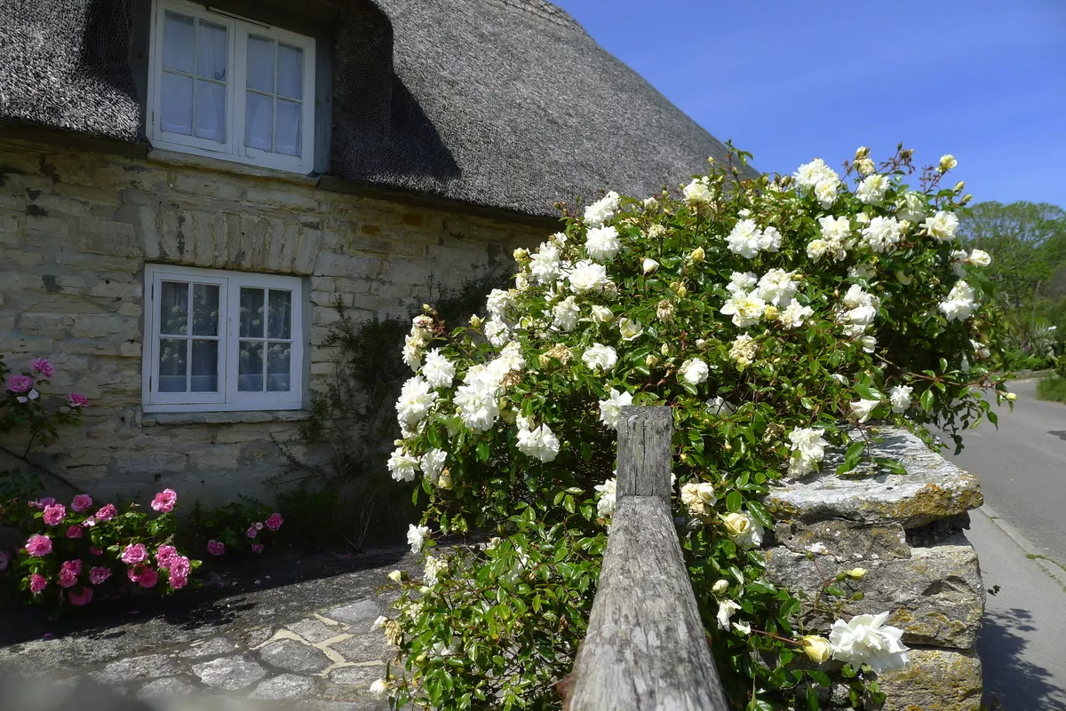 blühender Frühlingsgarten in Cornwall, Südengland - ©anjokan - stock.adobe.com