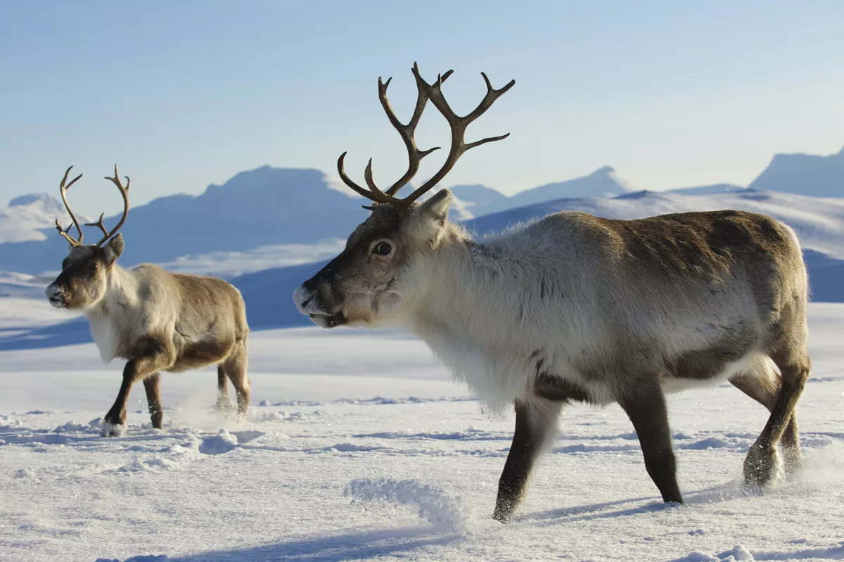 Rentiere  - © Dmitry Chulov - stock.adobe.com