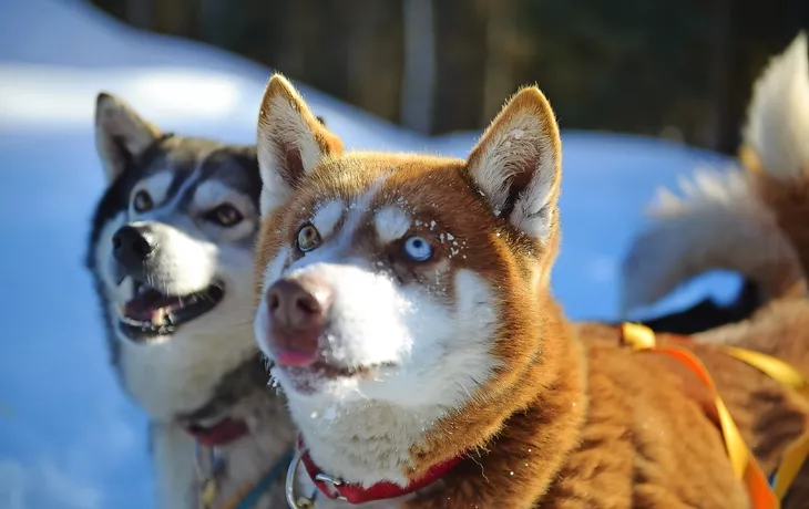 Hundeschlitten in Alaska während des Winters - © srongkrod - stock.adobe.com