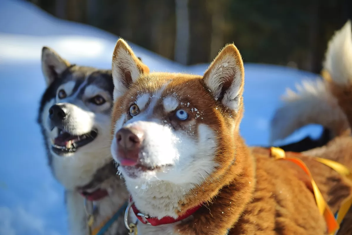 Hundeschlitten in Alaska während des Winters - © srongkrod - stock.adobe.com