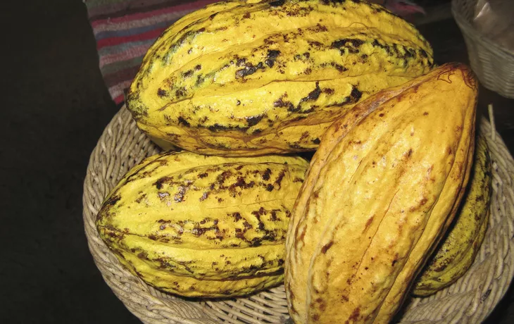 Kakao Frucht