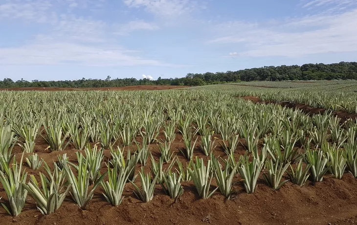 Ananas-Plantage Roswitha - © 