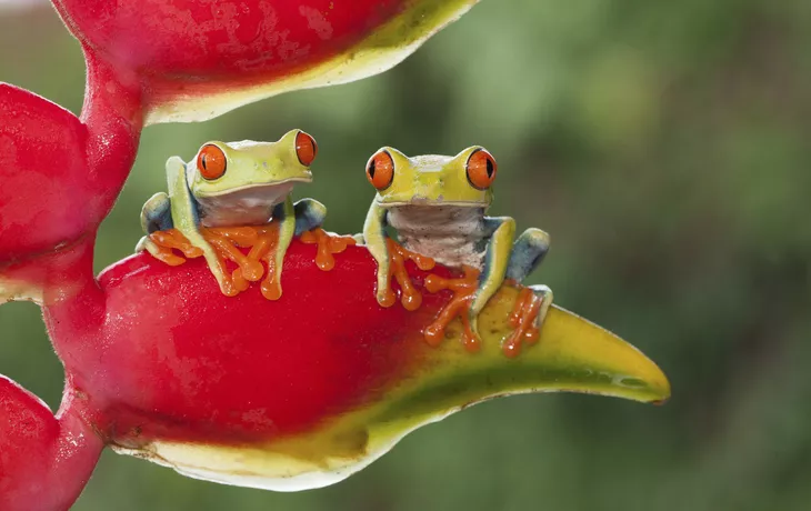 Rotäugige Baumfrösche - © wedelncindy - Fotolia