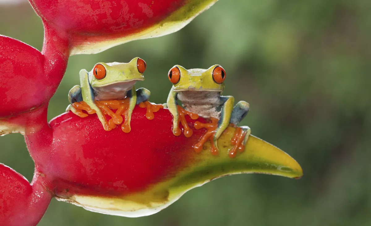 Rotäugige Baumfrösche - © wedelncindy - Fotolia