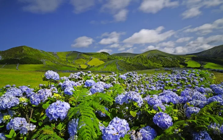 wilde Hortensie auf der Insel Flores, Azoren - © shine73 - Fotolia