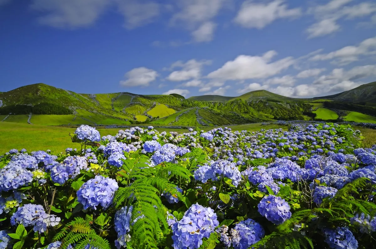 wilde Hortensie auf der Insel Flores, Azoren - © shine73 - Fotolia
