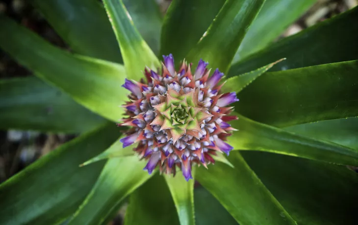 Ananasblume - © Getty Images/iStockphoto