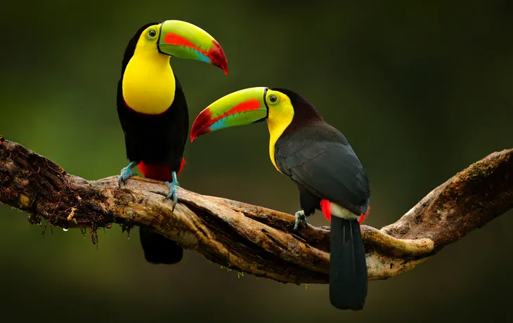Tukane in Costa Rica - © ondrejprosicky - stock.adobe.com