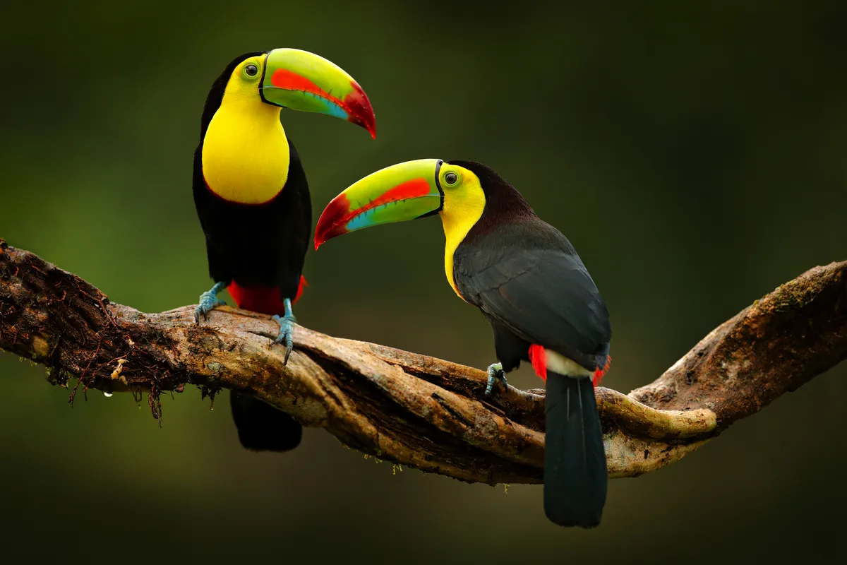 Tukane in Costa Rica - © ondrejprosicky - stock.adobe.com