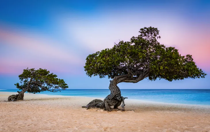 Divi-Divi-Bäume am Eagle Beach - © mandritoiu - stock.adobe.com