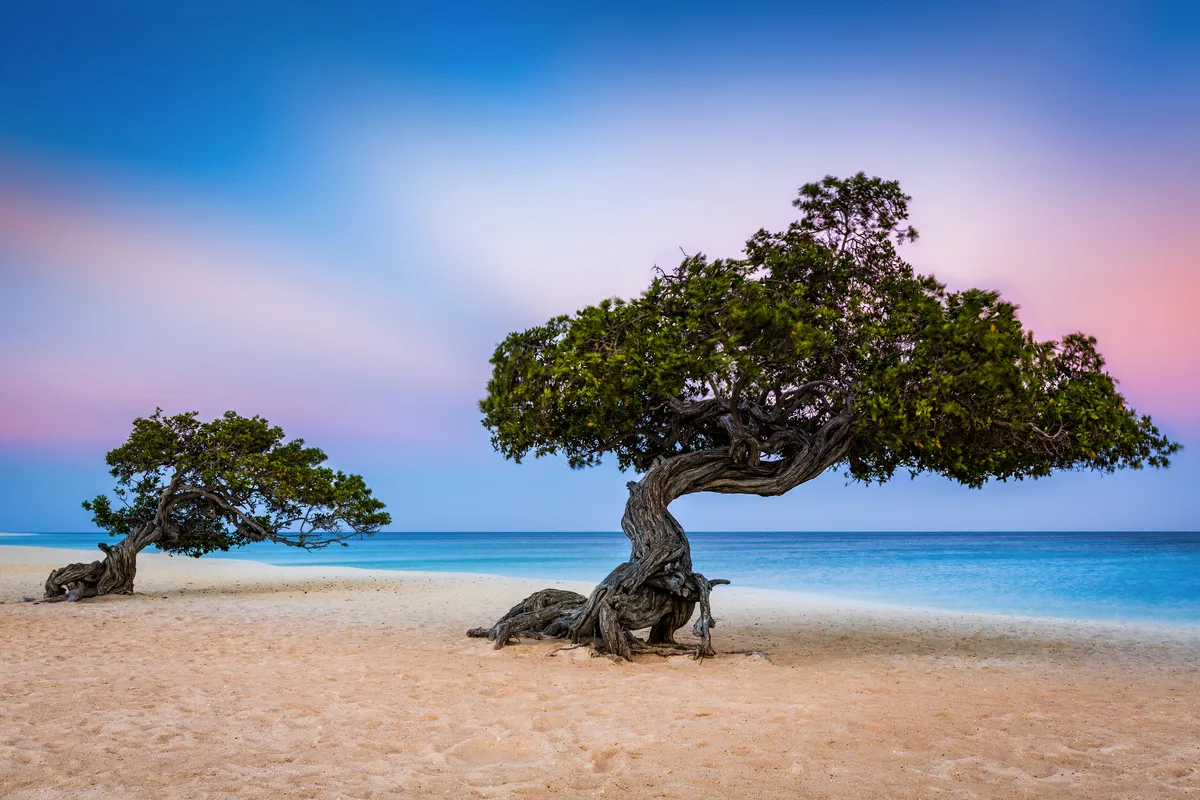Divi-Divi-Bäume am Eagle Beach - © mandritoiu - stock.adobe.com