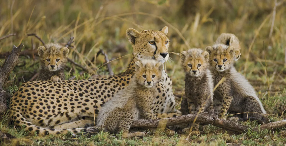 Gepardenfamilie - © 