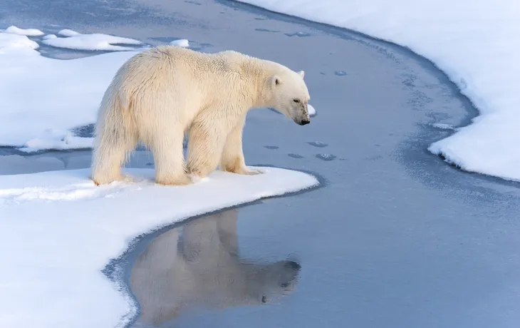 Eisbär auf Grönland - © James Stone - stock.adobe.com