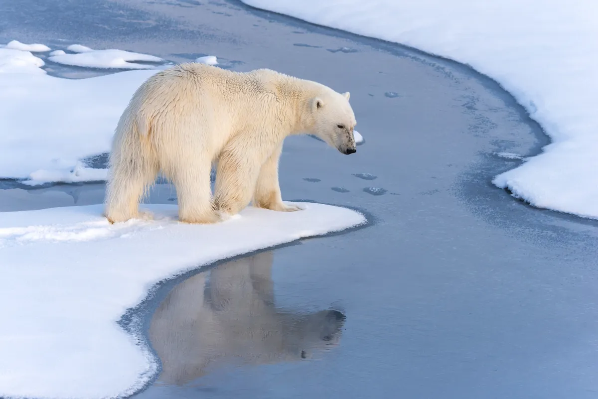 Eisbär auf Grönland - © James Stone - stock.adobe.com