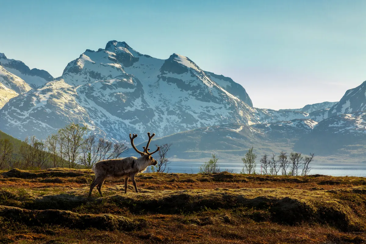 Ein Rentier vor dem Hintergrund der Berge - © Kamila Sankiewicz - stock.adobe.com
