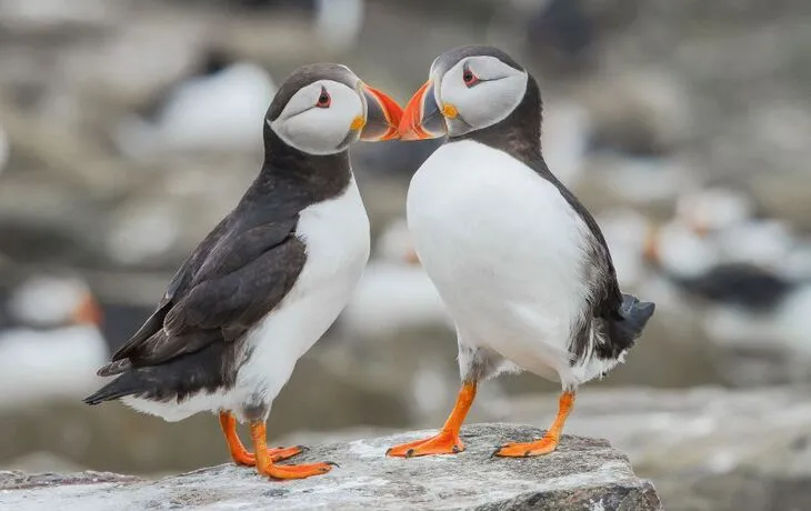 Atlantische Papageientaucher - © vluggevogel - Fotolia