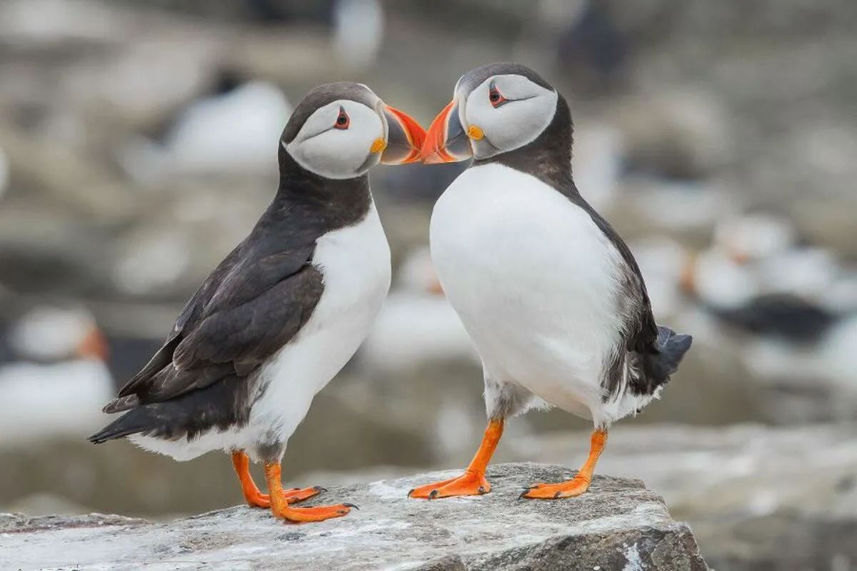 Atlantische Papageientaucher - © vluggevogel - Fotolia