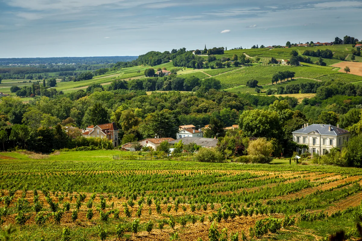 Weinbaugebiet Medoc - © Thomas Launois - stock.adobe.com