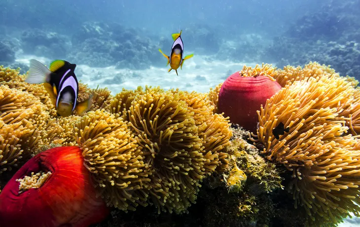 tropisches Korallenriff auf den Seychellen - © Svetlin - stock.adobe.com