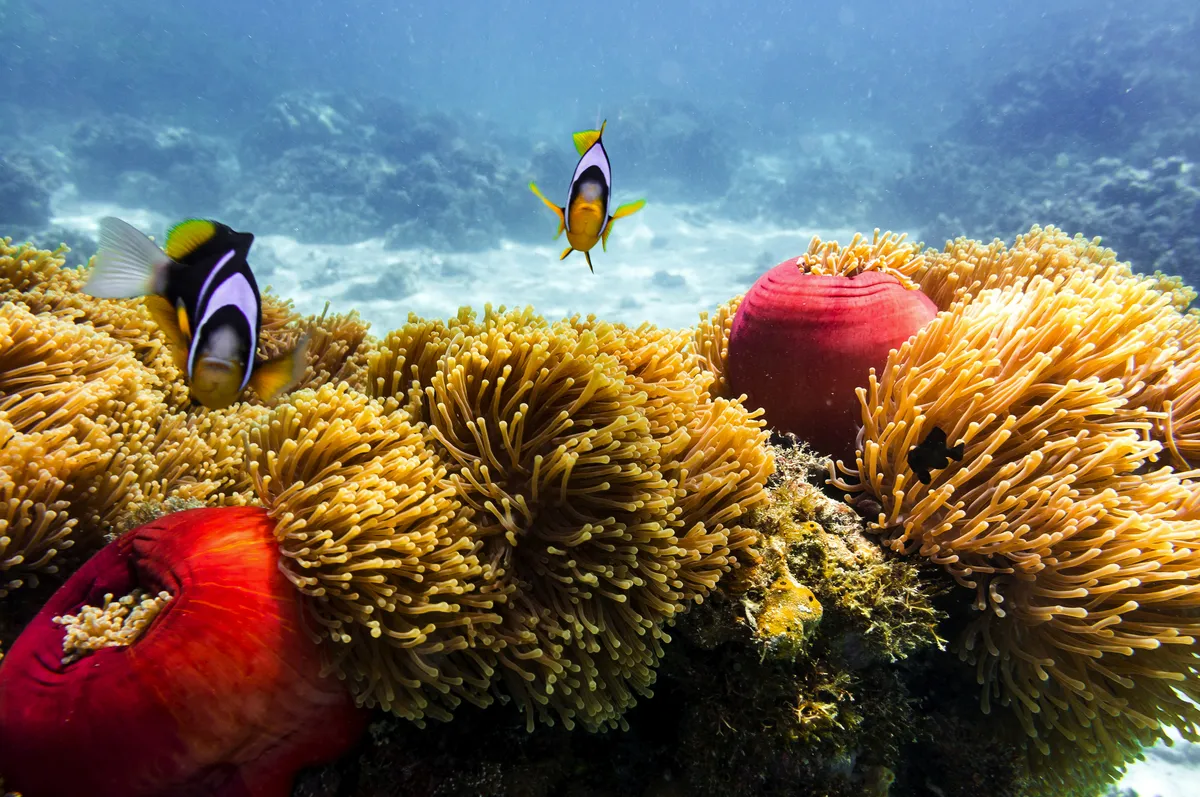 tropisches Korallenriff auf den Seychellen - © Svetlin - stock.adobe.com