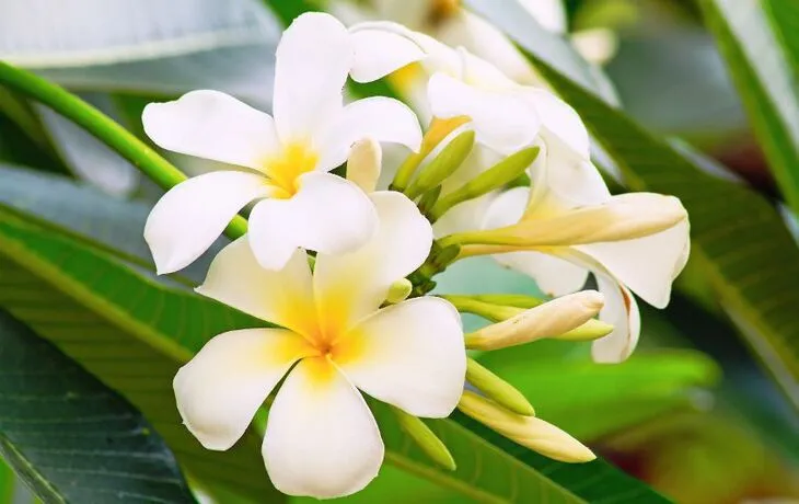 Plumeria - © Freely - Fotolia