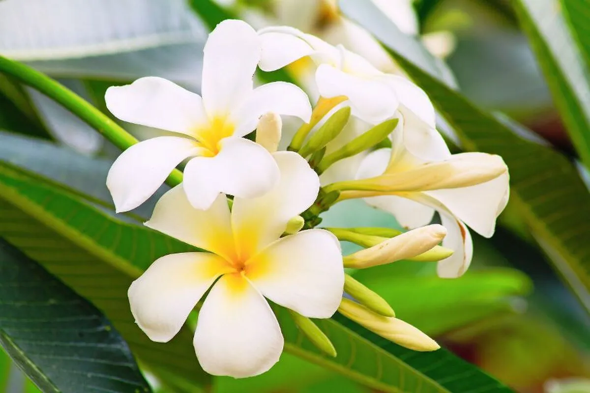 Plumeria - © Freely - Fotolia