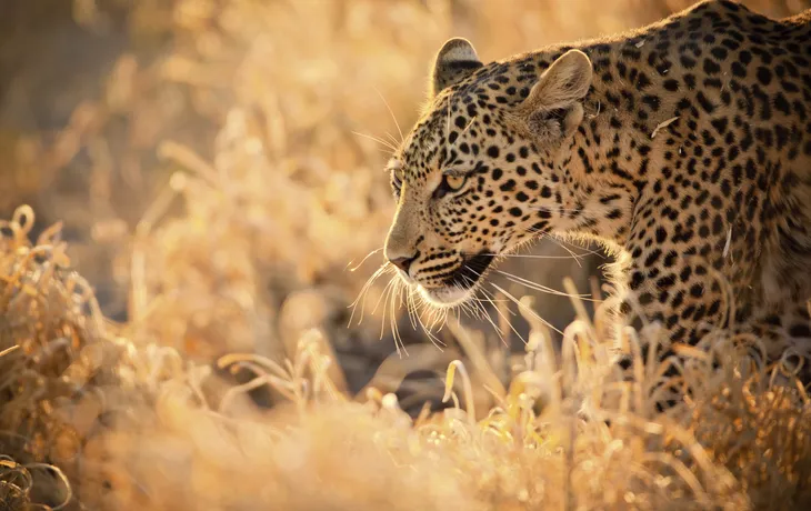 Leopard - © GrantRyan - Fotolia