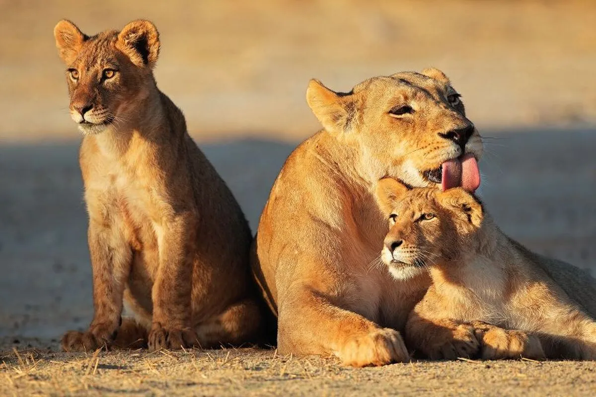 Löwen in der Kalahari Wüste - © EcoView - Fotolia