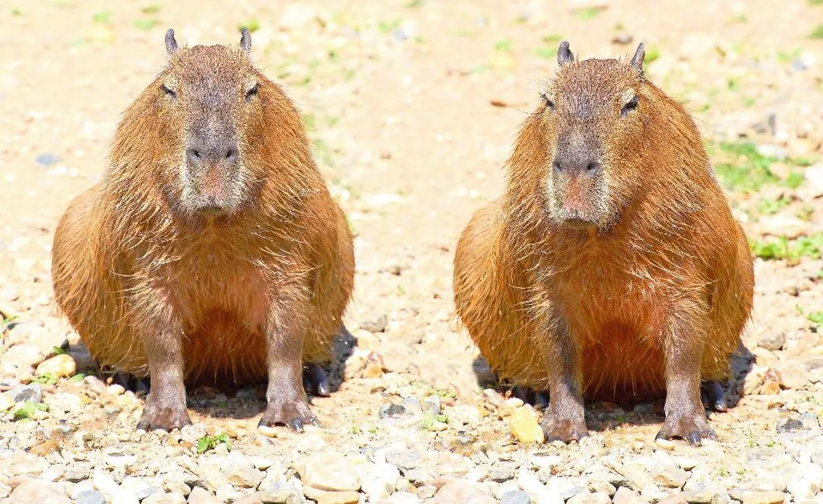 Capybara - © Kletr - Fotolia