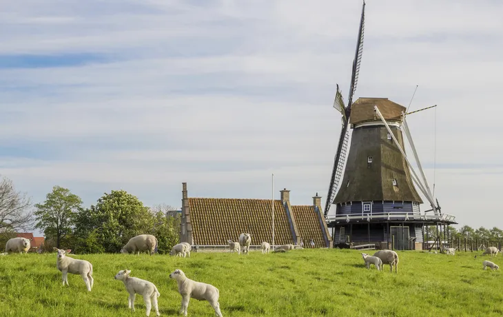 Windmühle bei Medemblik - © Copyright (c) 2016 Marc Venema/Shutterstock.  No use without permission.