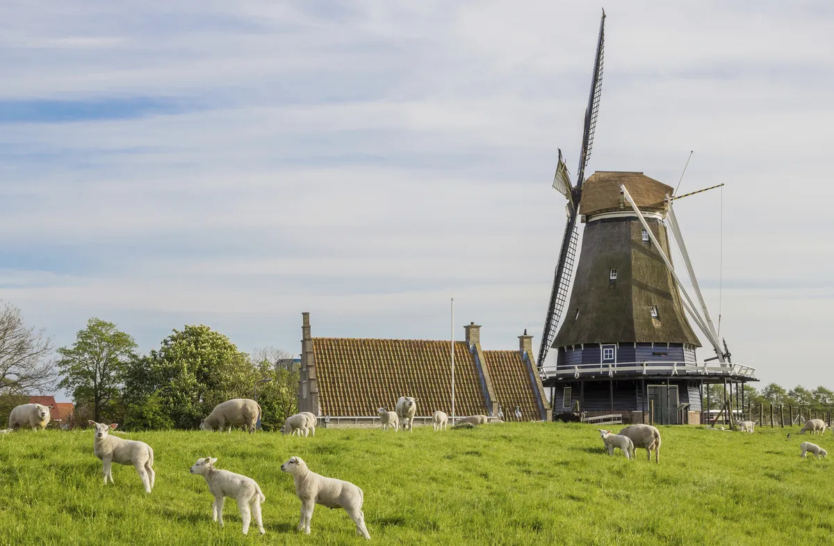 Windmühle bei Medemblik - © Copyright (c) 2016 Marc Venema/Shutterstock.  No use without permission.